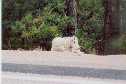 These photos were taken at about 9,000 feet. Usually these animals stay at higher altitudes.